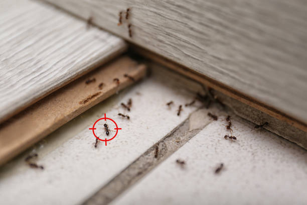 Best Local Pest Control Services  in Elmwood, IL