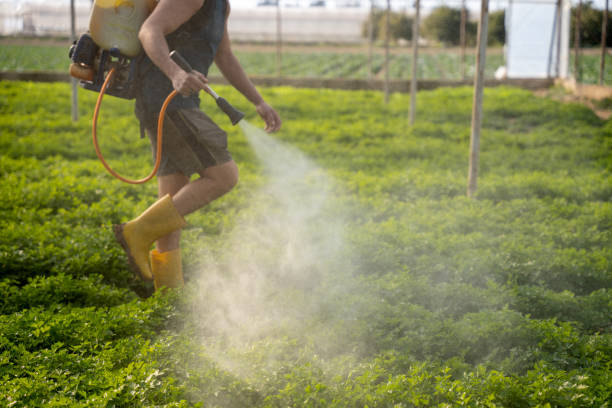 Reliable Elmwood, IL Pest Control Solutions