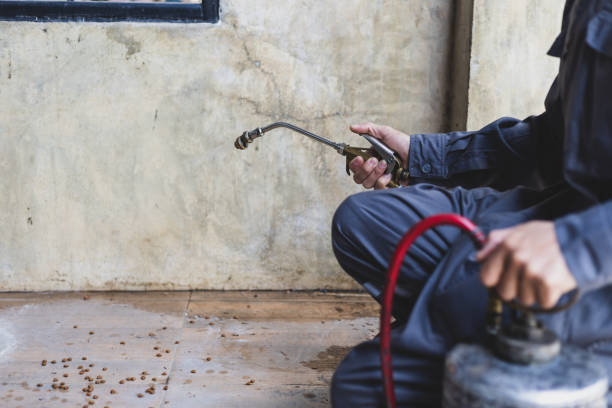 Best Affordable Pest Control Services  in Elmwood, IL
